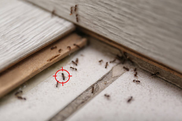 Best Wasp Removal Services  in Montgomery, WV