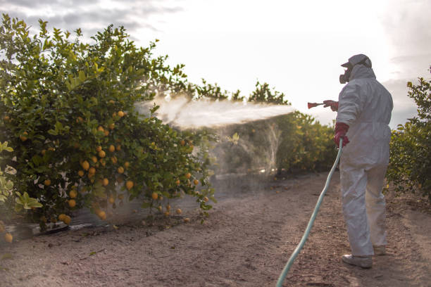 Best Best Pest Control Companies  in Montgomery, WV
